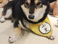 -逗柴咖啡屋·狗咖猫咖宠物桌游
