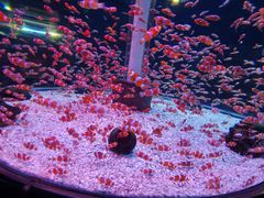 -海合安成都极地海洋公园