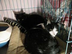 -关爱宠物医院·猫科中心·消化科(滨湖万达分院)