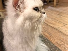 -more than meow吴止猫主题餐厅(承德 中船汇店)