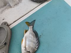 -鑫艋游艇海钓俱乐部