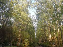 -合肥滨湖国家森林公园