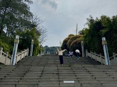 -铁山坪森林公园