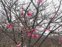 -天适樱花悠乐园