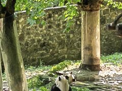 -都江堰中华大熊猫苑