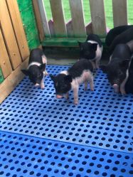 -萌宠亲子动物乐园(槐房万达店)