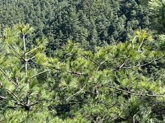 -苍山感通索道