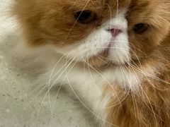 -顺强宠物诊所·狂犬免疫·夜诊·骨科(嘉定店)