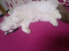 -宠福鑫康馨动物医院·骨科·眼科