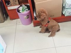 -金宝宠物