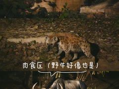 -清迈夜间动物园