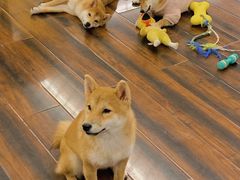 -豆柴町-柴犬主题狗咖(红鼎国际C座店)