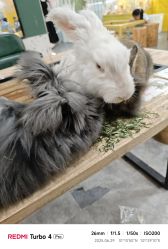 -神奇动物撸宠馆·羊驼·小浣熊·异宠(豫园店)