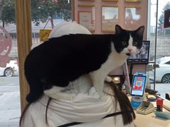-可蒙动物医院·猫科·骨科中心(首义路店)