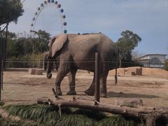 -上海野生动物园