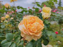 -金谷域澳洲庄园