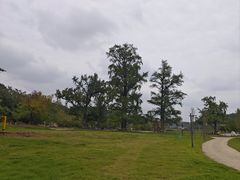 -千年银杏谷文化旅游区