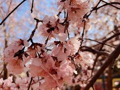 -桃花堤公园