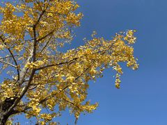 -国际非物质文化遗产博览园