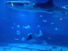 -烟台海昌鲸鲨海洋公园