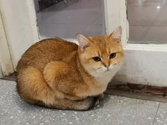 -共舞时光猫咖·狗咖(新街口店)