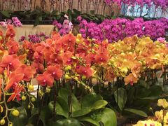 -双季花艺园艺市场(浦东店)