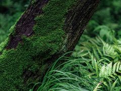 -西湖风景区-江洋畈生态公园