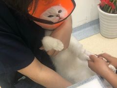 -萌兽医馆·绝育·24小时内科·宠物医院(德胜店)
