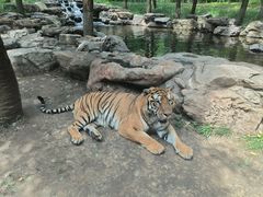 -北京野生动物园