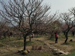 -香雪海