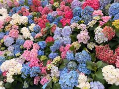 -荷兰花海