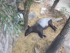 -清迈夜间动物园