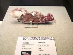 -天津自然博物馆