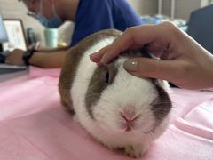 -北京观赏动物医院·24小时大型综合·猫专科·异宠专科