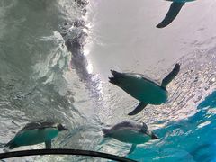 -珠海长隆海洋王国