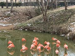 -合肥野生动物园