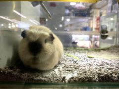 -宝鸡东道花鸟鱼虫市场(吉利花园商场店)