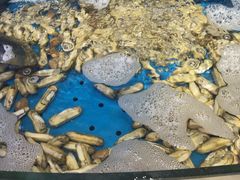 蛏子-乔哥铭洋海鲜自助(皇城恒隆广场店)