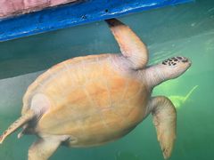 -广东惠东海龟国家级自然保护区
