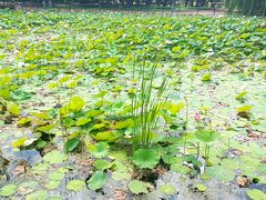 -黛秀湖公园