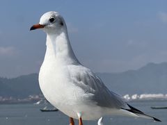 -海埂大坝