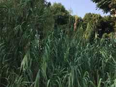-成都市活水公园