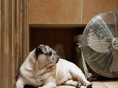 -Silly Dog Coffee(滨江店)