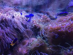 -悉尼海洋生物水族馆