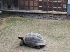-广东惠东海龟国家级自然保护区