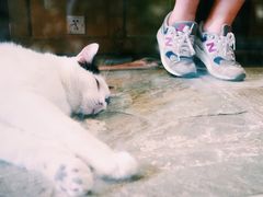 -猫咪博物馆(顶澳仔猫街店)