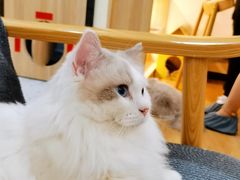 -滚猫咖啡·猫咖·猫友好撸猫(未来城店)