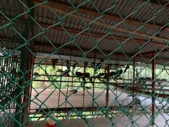 -西双版纳原始森林公园