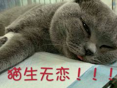 -特一安24小时宠物医院·骨科·中兽医