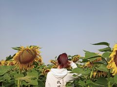 -映月湖中央公园